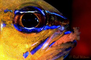 "Baby Sitting" - Ring-tailed Cardinalfish (Apogon aureus)... by Richard Witmer 